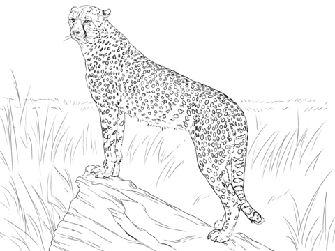 Cheetah Observing Its Prey Coloring Page